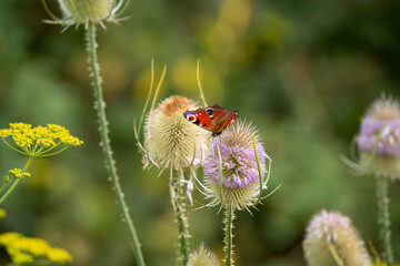 close-up of a beautiful peacock butterfly (Aglais io) feeding on a Wild Teasel (Dipsacus fullonum) thistle