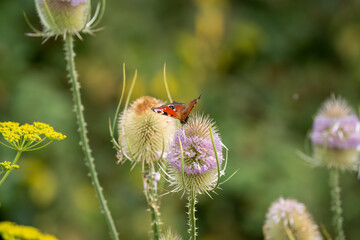 close-up of a beautiful peacock butterfly (Aglais io) feeding on a Wild Teasel (Dipsacus fullonum) thistle