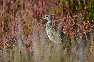Bruchwasserläufer in einer Salzwiese // Wood sandpiper in a salt marsh (Tringa glareola)