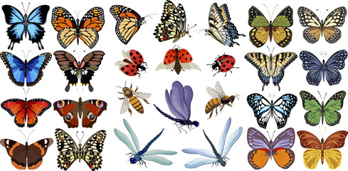 Collection of multicolored insects.Butterflies, ladybugs, bees and dragonflies in color set.