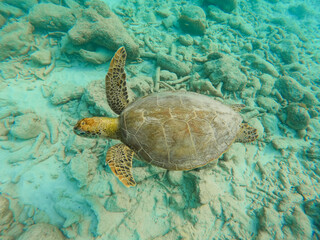 Tartaruga marinha em Daai Booi, Curaçao