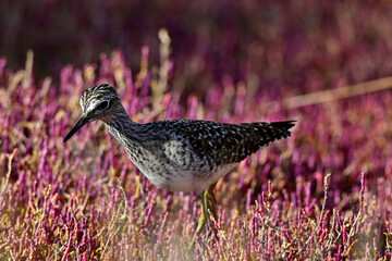 Bruchwasserläufer in einer Salzwiese // Wood sandpiper in a salt marsh (Tringa glareola)