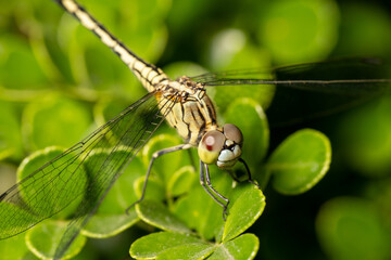 close up photo of dragonfly