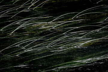 Reeds in a river