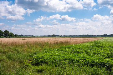 Obraz premium Green agriculture fields and meadows at the German countryside around Osterwald, Lower Saxony, Germany