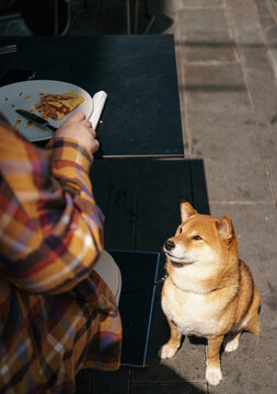 Shiba inu dog solicits food