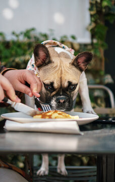 French bulldog soliciting for food