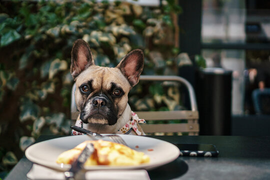 Portrait of french bulldog 