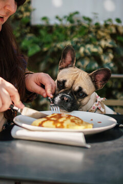 French bulldog soliciting for food