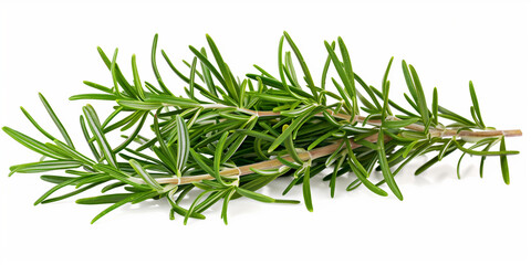 Fototapeta premium rosemary branch on a white background