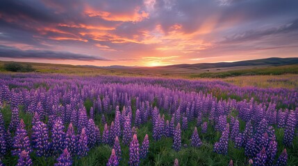 Fototapeta premium A field of vivid purple lupines stretches out under a cloudy summer sky. The warm glow of sunrise or sunset illuminates the scene, casting a picturesque aura over the tranquil landscape.