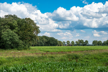 Green agriculture fields with corn plantations at the countryside around Haselune, Lower Saxony, Germany