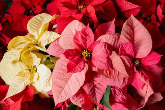 Poinsettia flowers