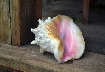 sea shell on a wooden background