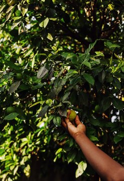 Plucking an orange