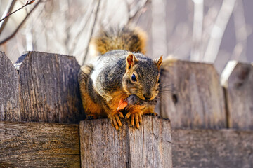 A squirrel carrying nesting material in its mouth pauses on a fence post. Close up view. - Powered by Adobe