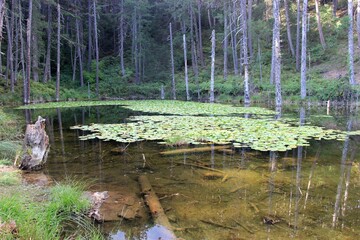 Zorika Lake the water lilies lake "limni me ta noufara" in Easter Zagori, Ioannina, Greece