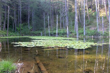 Zorika Lake the water lilies lake "limni me ta noufara" in Easter Zagori, Ioannina, Greece