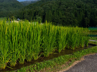 Fototapeta premium 田園風景 稲作 水田 長野県白馬村
