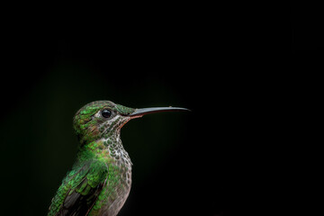 Green-crowned brilliant hummingbird with bug on beak.  Black background with copy space.