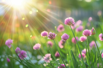 Fototapeta premium Gardening. Beautiful blooming chives in a spring garden, defocus. Growing onions in raised garden beds