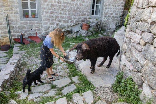 Woman treats pig to leftovers from dinner