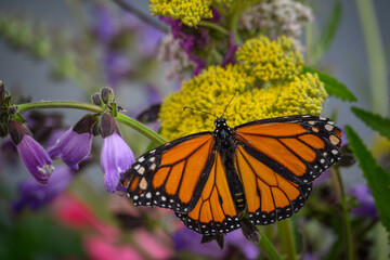 Monarch tropical butterfly with orange wings.