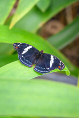 Catonephele tropical butterfly with spots on the wings.