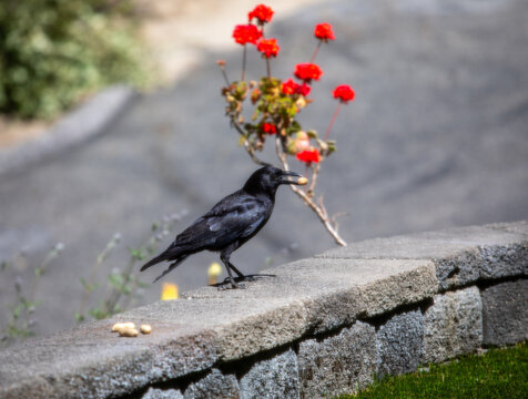 Crow with a shelled peanut