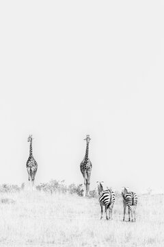 Giraffes And Zebras Face To Face  