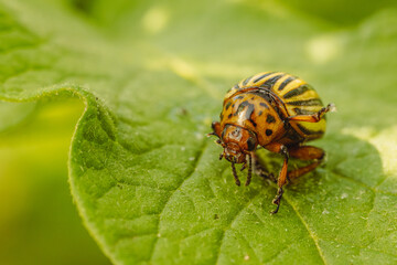 Naklejka premium Colorado Potato Beetle on a Green Leaf