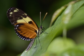 butterfly on leaf