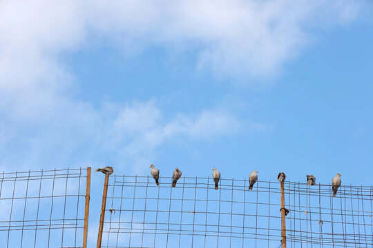 pigeons on fence
