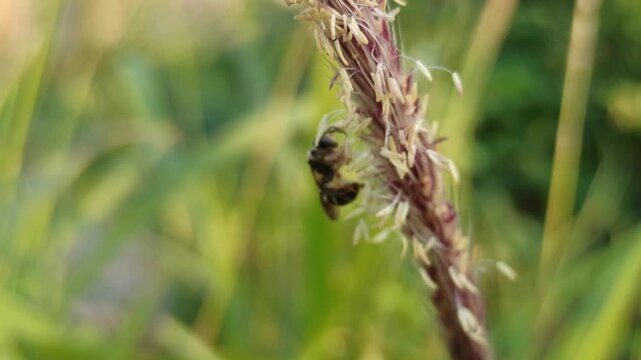 the bees on flower