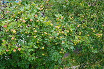 Many green apples with red side hanging on the trees. Summer daytime. Lasnamae, Tallinn, Estonia, Europe. July 2024