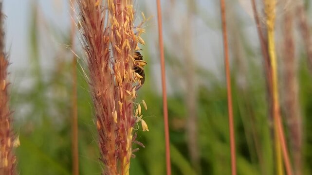 the bees on flower
