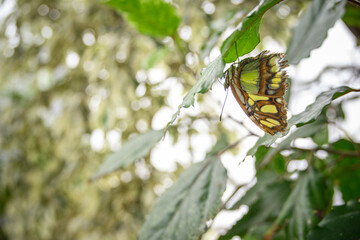 Malachite butterfly with closed wings and green leaf.