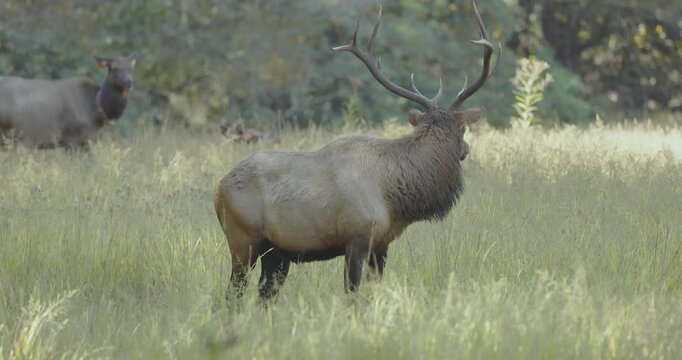 Elk grazing in a field at Chattahoochee Valley in Cherokee North Carolina. 