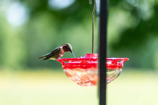 Ruby throated hummingbird at a feeder