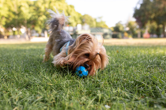 Yorkshire Terriers play in summer park