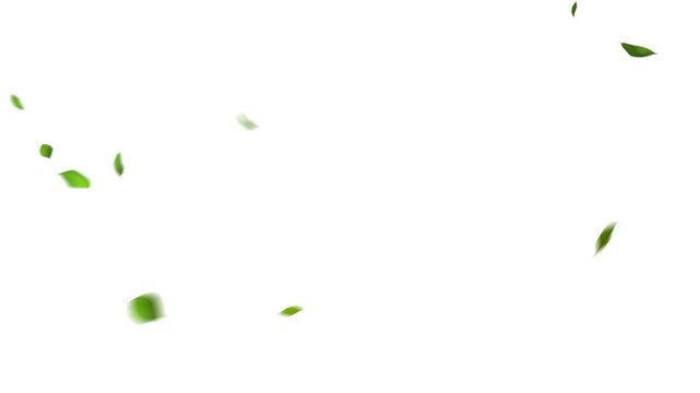 風に吹かれて舞い落ちる緑の葉っぱ（背景にアルファチャンネル付き）Green leaves