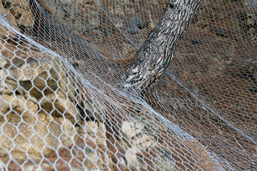 The tree breaks through the wire mesh