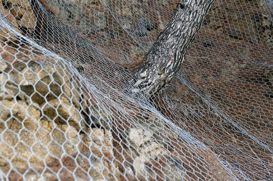 The tree breaks through the wire mesh