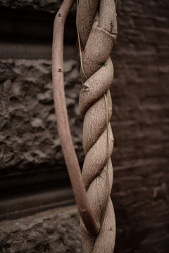 Harmonic twisted liana