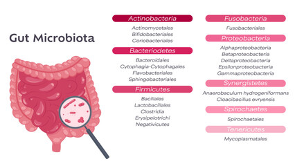 Gastrointestinal tract microbiome vector illustration graphic