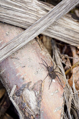 Trochosa - dark spider on dry branches.