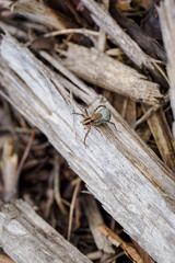 Pardosa - gray spider with eggs on dry branches.