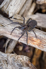 Trochosa - dark spider on dry branches.