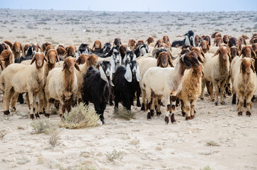 Flock of sheep grazing in the desert