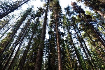 Johnston Canyon, Banff National Park, Alberta, Canada, July 2024